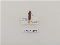 藏品(細樟紅天牛)的圖片